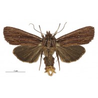 Flax notch moth