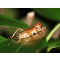 Winged wētā