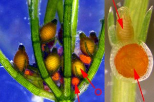 Antheridia (Charophyte): oogonia - female reproductive cells (indicated by "O");  antheridia (indicated by "A"); specialised dwarf male filaments ("DM").