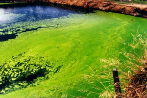 [Chlamydomonas] (dairy effluent pond). Photo: Taranaki Regional Council & Manaaki Whenua