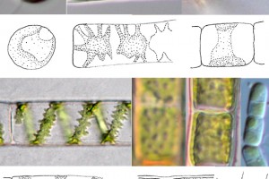 Green chloroplasts: Green algae have a great variety of chloroplast shapes.