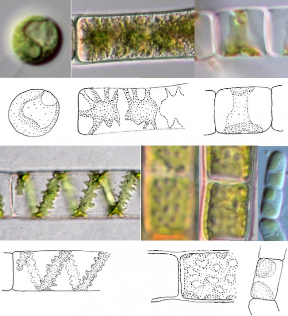 Cell contents (chloroplasts when present) are green or bluegreen