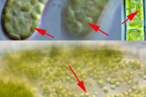 Yellow green chloroplast: the chloroplasts of yellow-green algae (xanthophyceans) resemble those of green algae, but are typically a slightly lighter shade than "grass green".