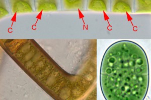 Organelles: the most common organelles in eukaryote are chloroplasts (C) and nuclei (N). Prokaryotes lack these structures.