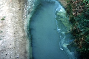 [Anabaena], Tomahawk Lagoon. Photo: Otago Regional Council & Manaaki Whenua