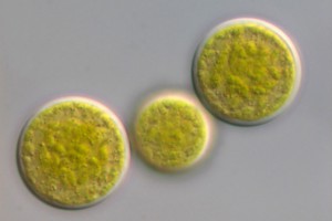 [Bracteacoccus], X1000. Photo: Phil Novis, Manaaki Whenua