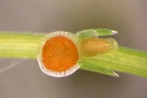 [Chara] with round, orange antheridium, X6. Photo: Phil Novis, Manaaki Whenua