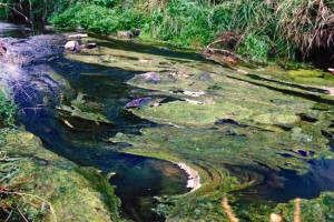 [Cladophora], Wairuna River, Otago. Photo: Otago Regional Council & Manaaki Whenua