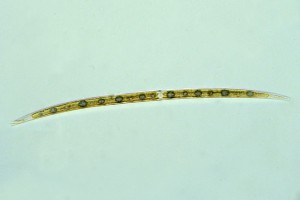 [Closteriopsis] (sewage pond), X640. Photo: Otago Regional Council & Manaaki Whenua