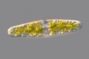 [Cylindrocystis], X1000. Photo: Phil Novis, Manaaki Whenua