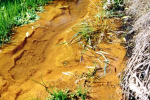Iron bacteria, Lawrence drain. Photo: Otago Regional Council & Manaaki Whenua