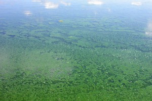 Potentially toxic blooms of planktonic/floating cyanobacteria [Microcystis]. 