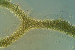 [Microcystis] (sewage pond), X400. Photo: Manaaki Whenua
