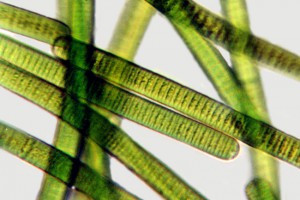 [Oscillatoria], Kaikorai estuary, X640. Photo: Otago Regional Council & Manaaki Whenua