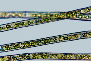 [Rhizoclonium], X640. Photo: Otago Regional Council & Manaaki Whenua