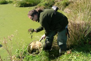 Sampling algae.