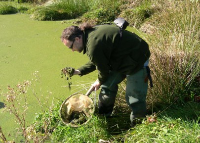 Sampling algae.