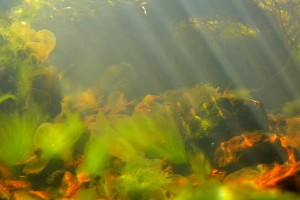 Green algal community on a stony streambed.