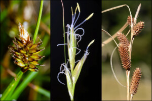 Selected [Carex] species
