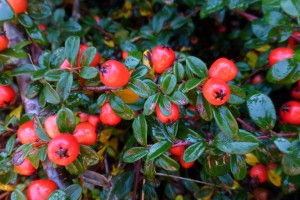 Cotoneaster