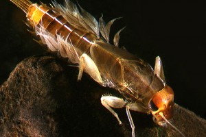 [Acanthophlebia]. Image: Stephen Moore