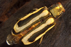 Adult Alligator weed flea beetle [Agasciles]. Image: Stephen Moore