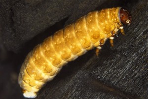 Larva of the Alligator weed flea beetle [Agasciles]. Image: Stephen Moore
