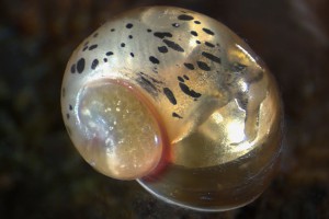 Apple snail (Ampullariidae). Image: Stephen Moore