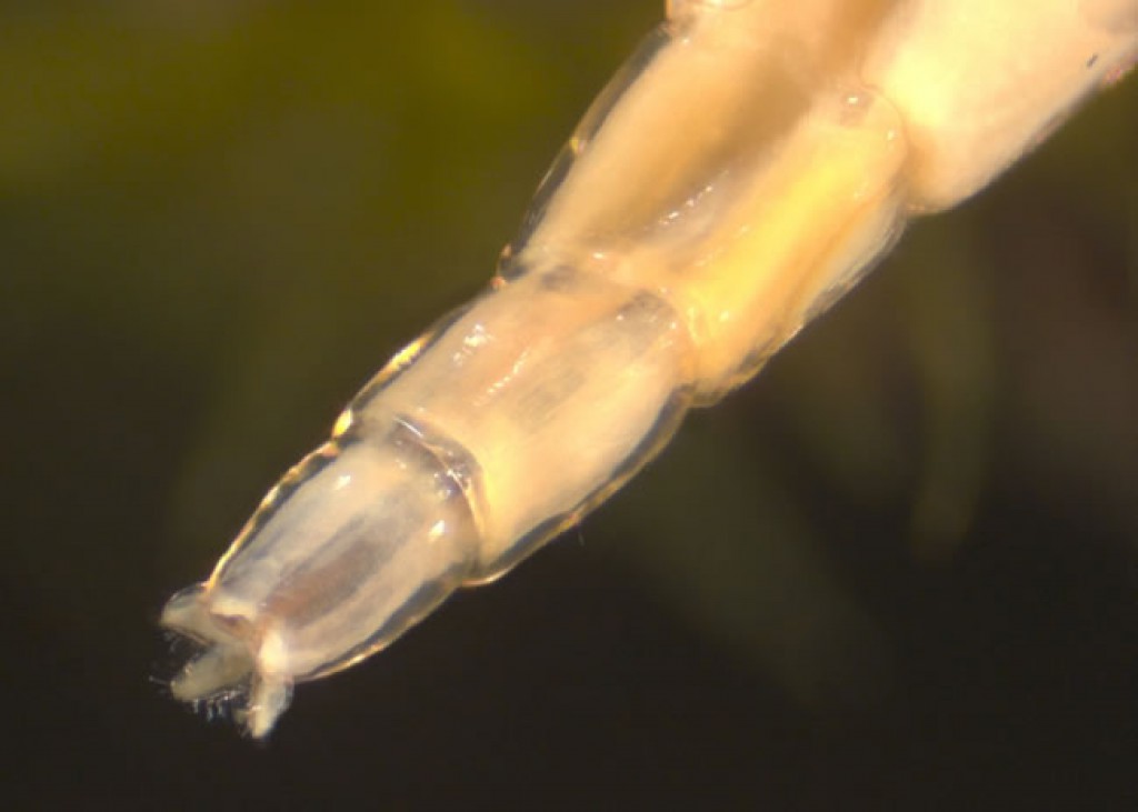 Wood gnat (Anisopodidae) » Manaaki Whenua