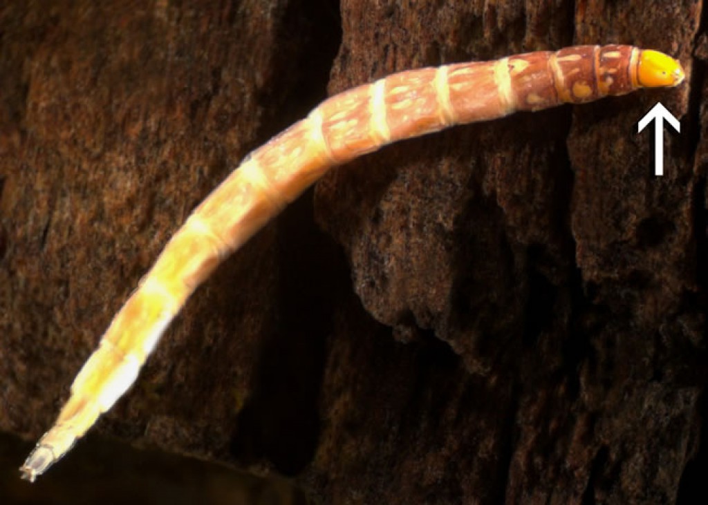 Wood gnat (Anisopodidae) » Manaaki Whenua
