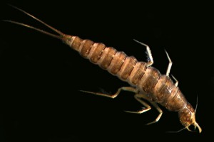 [Antiporus] larva. Image: Stephen Moore