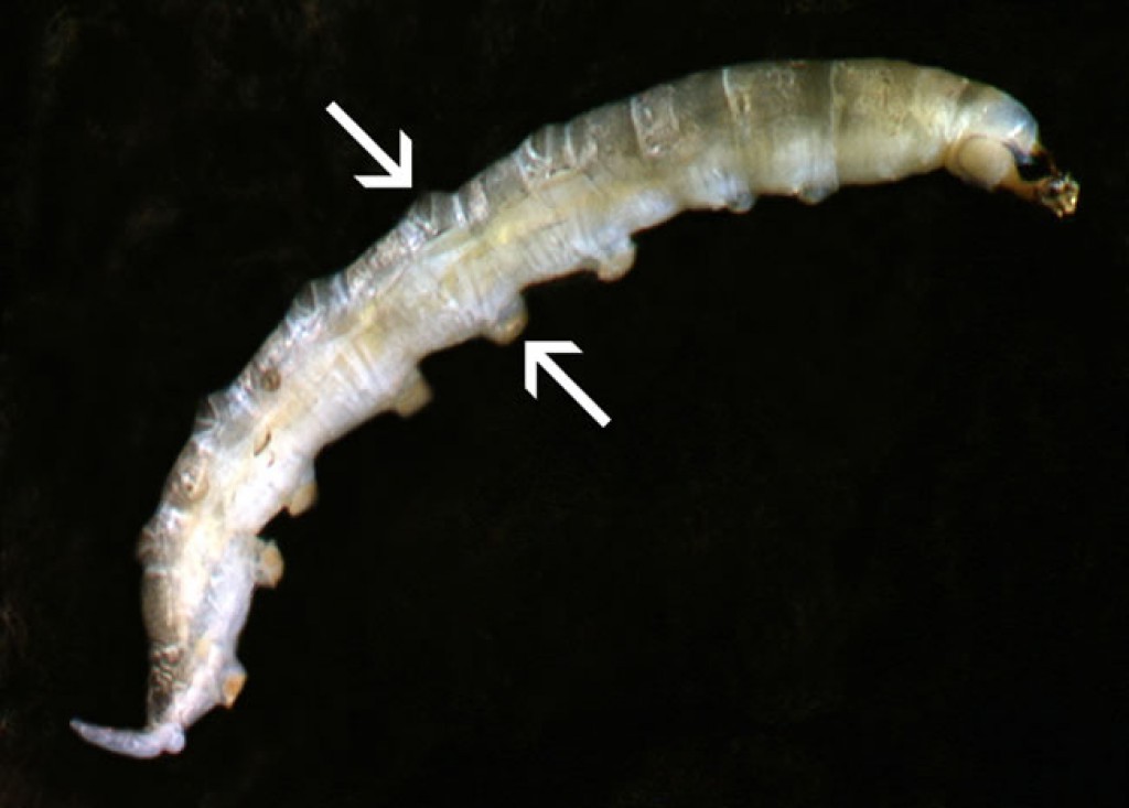 Crane fly hot sale larvae