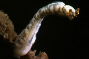Sandfly ([Austrosimulium]) larva. Image: Stephen Moore