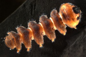 Blepharicerid larva. Image: Stephen Moore