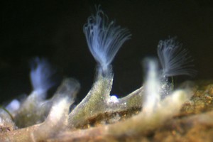 Bryozoa. Image: Stephen Moore