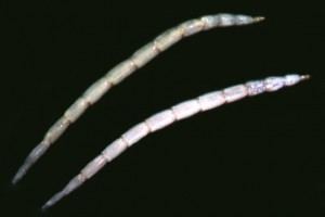 Ceratopogonid larvae. Image: Stephen Moore