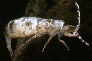 Collembola: Image: Stephen Moore