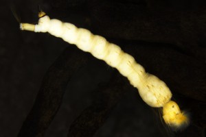 [Coquillettidia] larva. Image: Stephen Moore