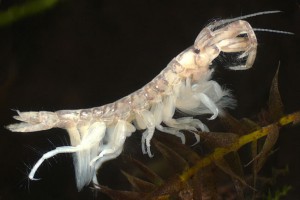 Amphipod (Corophiidae: Corophium)