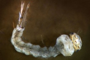 Mosquito (Culicidae) larva. Image: Stephen Moore
