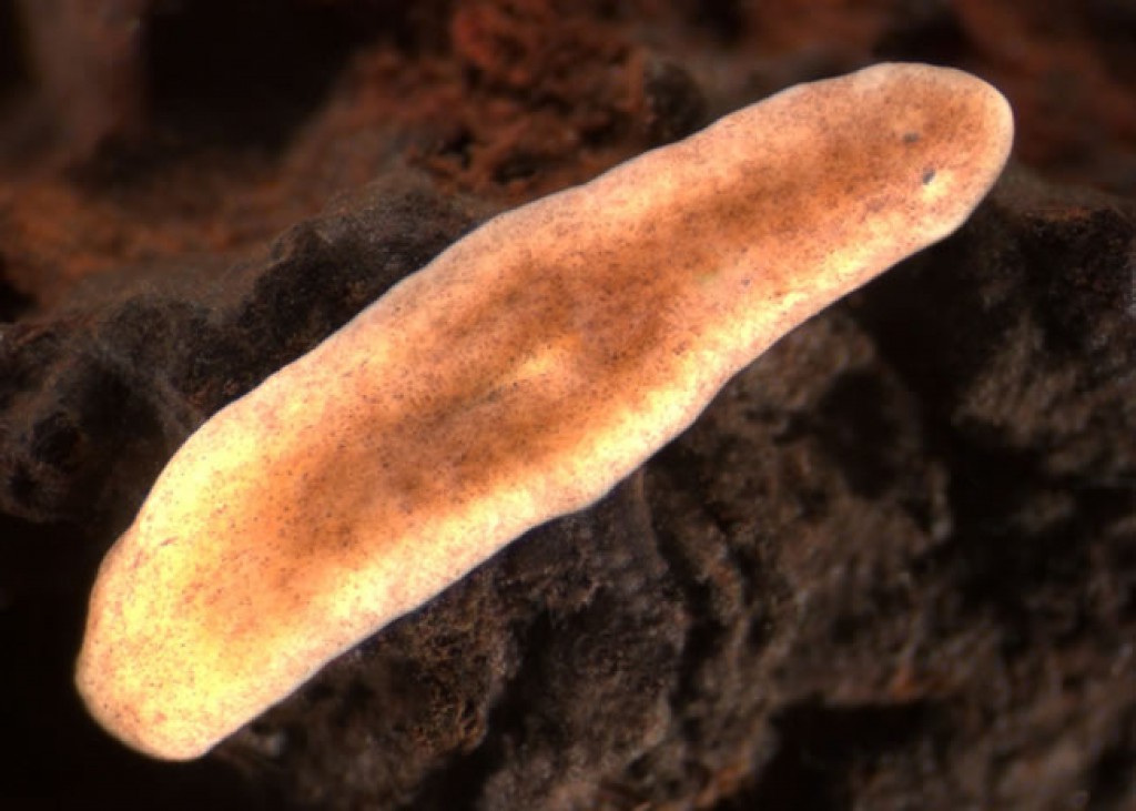 Flatworms