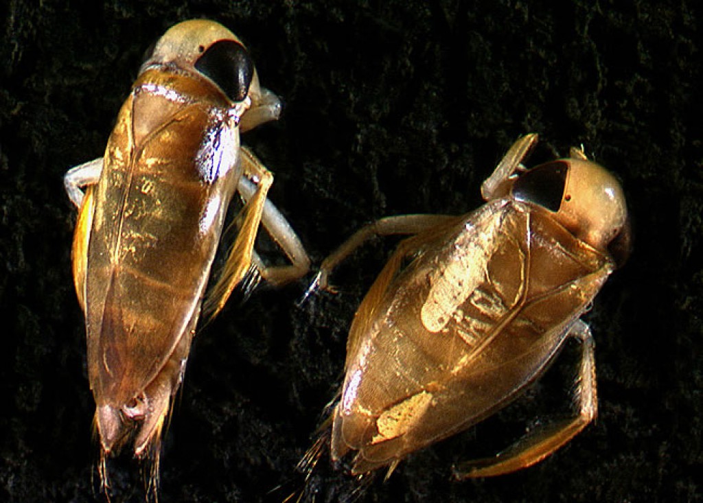 Water boatman (Diaprepocoris) » Manaaki Whenua