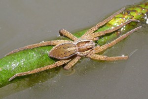 [Dolomedes]. Image: Stephen Moore