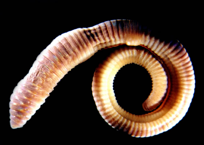 Oligochaete worms (Eiseniella) » Manaaki Whenua