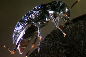 Riffle beetle (Elmidae) adult. Image: Stephen Moore