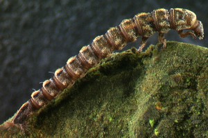 Riffle beetle (Elmidae) larva. Image: Stephen Moore