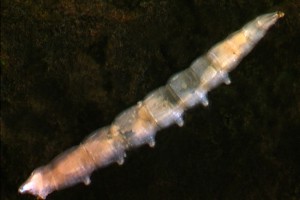 Dance fly (Empididae) larvae. Image; Stephen Moore