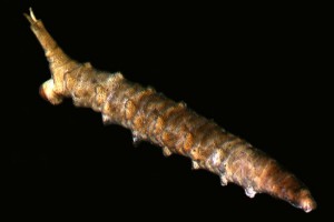 Shore fly [Ephydridae] larva. Image: Stephen Moore