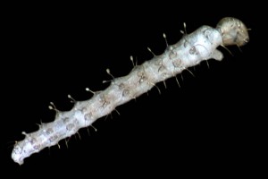 Forcipomyid larva. Image: Stephen Moore