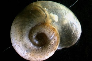 [Gyraulus corinna]. Image: Stephen Moore